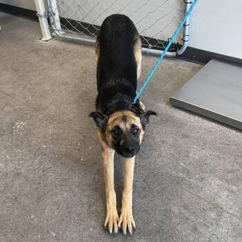 110395 -  Mixed Breed Dog for Adoption in Las Cruces, New Mexico - 110395 | PetCurious