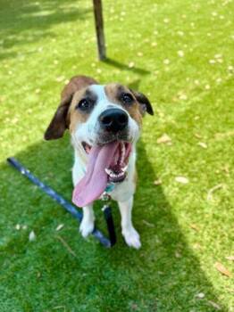 Hound and Mixed Breed Dogs Available for Adoption in Daytona Beach, Florida - Chica - 1 | PetCurious