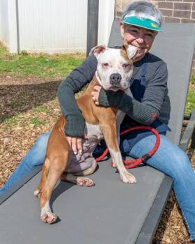 Mixed Breed Dogs Available for Adoption in Chamblee, Georgia - Josephine | PetCurious