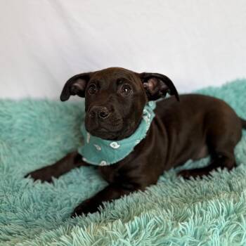Anakin -  Mixed Breed Dog for Adoption in Canal Winchester, Ohio - Anakin | PetCurious