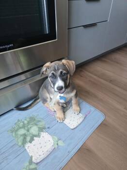 HONEY -  Shepherd Dog for Adoption in Broomfield, Colorado - HONEY | PetCurious