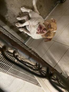 Rescue American Bulldog Dogs for Adoption in Stockton, California - WONKA | PetCurious