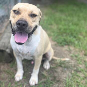 American Bulldog and Mixed Breed Dogs Available for Adoption in Wiggins, Mississippi - Tank | PetCurious