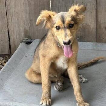 James -  Terrier Dog for Adoption in Sonoma, California - James | PetCurious