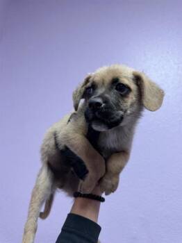 61246380 -  Mixed Breed Dog for Adoption in El Paso, Texas - 61246380 | PetCurious