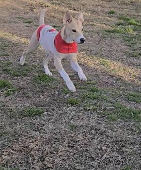 Rescue Hound and Pit Bull Terrier Dogs for Adoption in Plano, Texas - Connelly | PetCurious