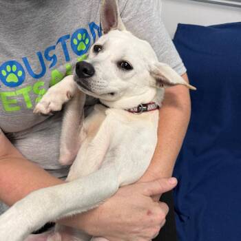Samson -  Chihuahua Dog for Adoption in Houston, Texas - Samson | PetCurious