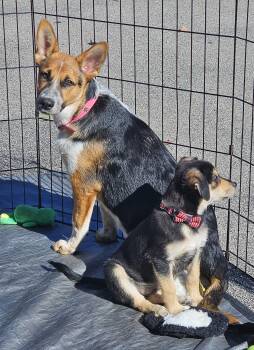 Catalina the Shepherd Heeler Puppy -  Australian Shepherd and Australian Cattle Dog Blue Heeler Dog for Adoption in Muskego, Wisconsin - Catalina The Shepherd Heeler Puppy | PetCurious