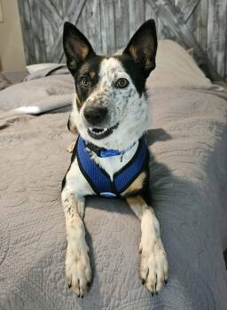 Huck -  Cattle Dog and Jack Russell Terrier Dog for Adoption in Mcdonough, Georgia - Huck | PetCurious