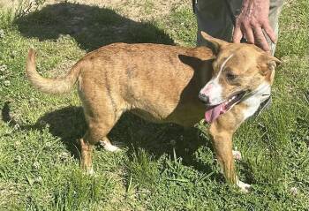 Rescue Mixed Breed Dogs for Adoption in Bruce, Mississippi - Missy | PetCurious