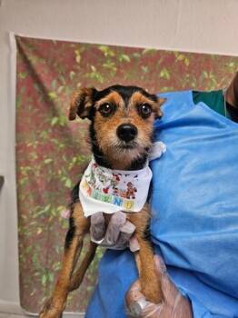 Tony Pawtana -  Terrier and Mixed Breed Dog for Adoption in San Antonio, Texas - Tony Pawtana | PetCurious