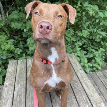 Peanut -  Terrier Dog for Adoption in Indianapolis, Indiana - Peanut | PetCurious