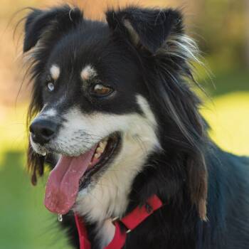 Stevie -  Australian Shepherd Dog for Adoption in Idaho Falls, Idaho - Stevie | PetCurious