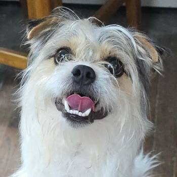 FOSTER NEEDED - Schneider -  Terrier and Mixed Breed Dog for Adoption - FOSTER NEEDED - Schneider | PetCurious