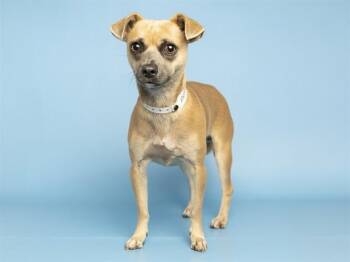 MISS LADY -  Chihuahua Dog for Adoption in Phoenix, Arizona - MISS LADY | PetCurious