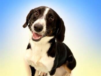 HARVEST -  Beagle and Mixed Breed Dog for Adoption in Fort Lauderdale, Florida - HARVEST | PetCurious