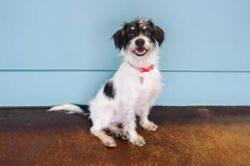 Clutch -  Miniature Schnauzer and Terrier Dog for Adoption in San Antonio, Texas - Clutch | PetCurious