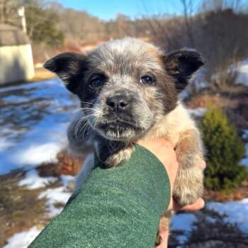 Cattle Dog Dogs Available for Adoption - CT Velma Dinkley Avail Mar 21 | PetCurious
