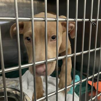 Alice -  Mixed Breed Dog for Adoption in Parma, Ohio - Alice | PetCurious