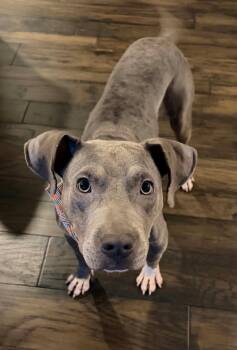 Zeke -  Pit Bull Terrier Dog for Adoption in Dysart, Iowa - Zeke | PetCurious