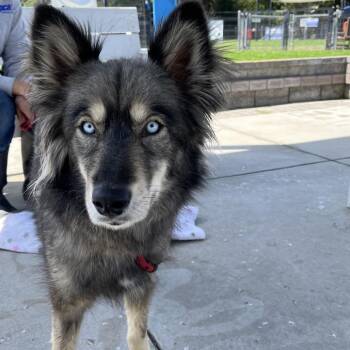 Siberian Husky Dogs Available for Adoption in Hawthorne, California - Mila | PetCurious