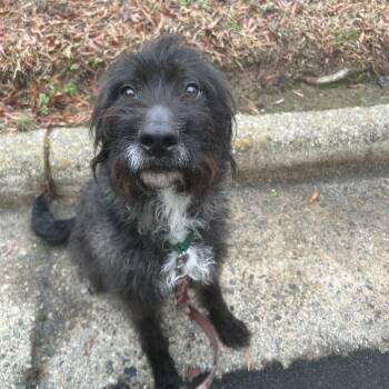 Poodle Dogs Available for Adoption - Cliff | PetCurious