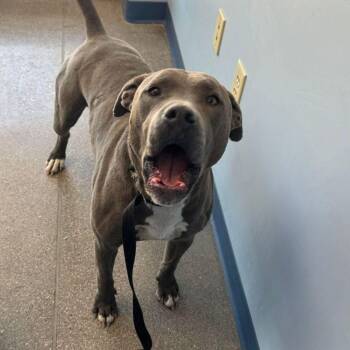 Shepherd Dogs Available for Adoption in Kingman, Arizona - Blue | PetCurious