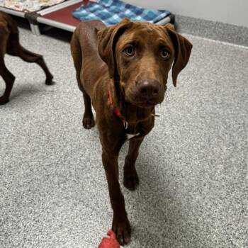 Rhodesian Ridgeback Dogs Available for Adoption in Wichita, Kansas - Blaise | PetCurious