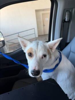 RAIN -  Carolina Dog and Mixed Breed Dog for Adoption in Texas City, Texas - RAIN | PetCurious