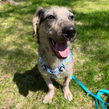 Australian Shepherd Dogs Available for Adoption in Woolwich, Maine - Jordan | PetCurious