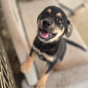 Ryleigh (mini aussie) -  Australian Shepherd Dog for Adoption in Athens, Alabama - Ryleigh (mini Aussie) | PetCurious