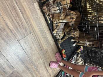 Skip -  Beagle and Border Collie Dog for Adoption in Haslet, Texas - Skip | PetCurious