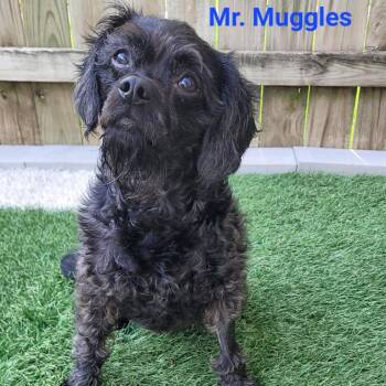 Mr. Muggles -  Chesapeake Bay Retriever and Pug Dog for Adoption in Madrid, Iowa - Mr. Muggles | PetCurious