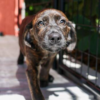Petzi -  Hound and Mixed Breed Dog for Adoption in Bradenton, Florida - Petzi | PetCurious