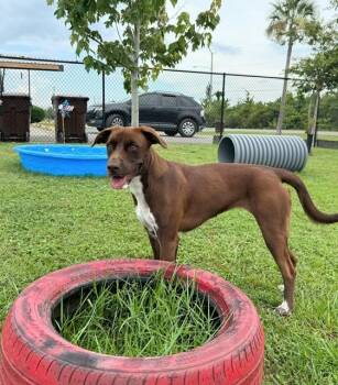 COCOA -  Chocolate Labrador Retriever Dog for Adoption in Lynn Haven, Florida - COCOA | PetCurious