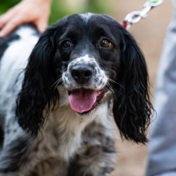 English Springer Spaniel Dogs Available for Adoption in Toronto, Ontario - Zaira | PetCurious