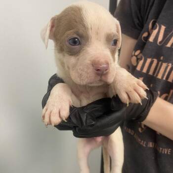 Mixed Breed Dogs Available for Adoption in Abilene, Texas - Saturn | PetCurious