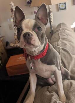 Lucy in MO -  Boston Terrier Dog Available for Adoption - Lucy In MO | PetCurious