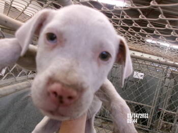 Rescue American Staffordshire Terrier Dogs for Adoption in Clovis, New Mexico - 86003 | PetCurious