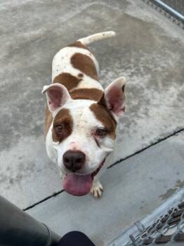 Billy -  Pit Bull Terrier Dog for Adoption in Johnson City, Tennessee - Billy | PetCurious