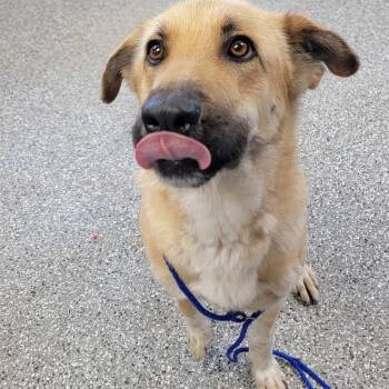 German Shepherd Dog Dogs Available for Adoption in Bryan, Ohio - Macie | PetCurious