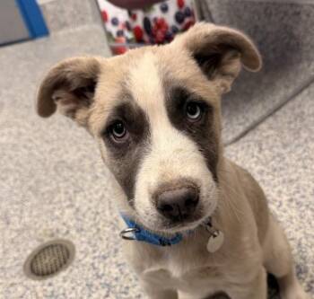 Monday -  Siberian Husky Dog for Adoption in Golden, Colorado - Monday | PetCurious