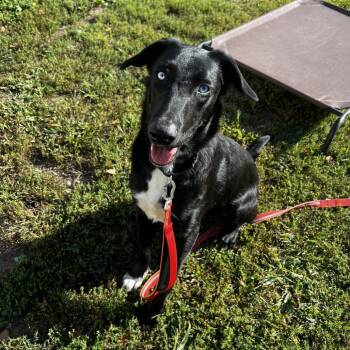 Maximus -  Border Collie and Husky Dog for Adoption in Concord, New Hampshire - Maximus | PetCurious