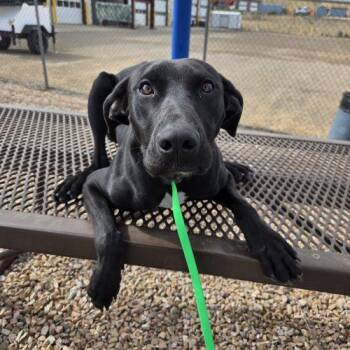 Paisley -  Black Labrador Retriever and Great Dane Dog for Adoption in Grand Junction, Colorado - Paisley | PetCurious