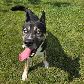 Gooski -  Husky and Mixed Breed Dog for Adoption in Pontiac, Illinois - Gooski | PetCurious