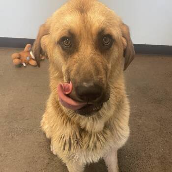 Mort -  Mixed Breed Dog Available for Adoption in Mishawaka, Indiana - Mort | PetCurious