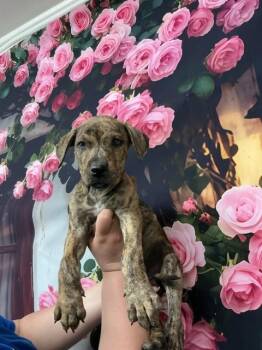Pit Bull Terrier and Mixed Breed Dogs Available for Adoption in San Bernardino, California - MAXIMUS | PetCurious