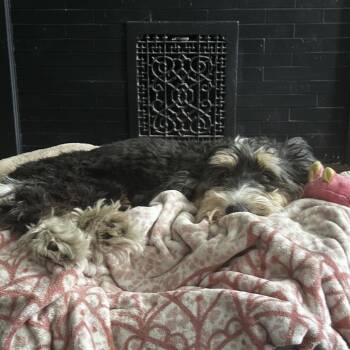 Ava -  Bernese Mountain Dog and Miniature Poodle Dog for Adoption in Sinking Spring, Pennsylvania - Ava | PetCurious