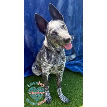 Lula HB -  Australian Cattle Dog Blue Heeler Dog for Adoption in Inglewood, California - Lula HB | PetCurious