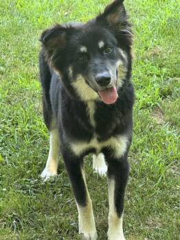 Shay -  Australian Shepherd Dog for Adoption in Meherrin, Virginia - Shay | PetCurious